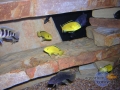 african-cichlid10