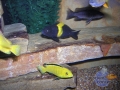 african-cichlid11