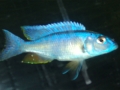 african-cichlid2