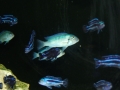 african-cichlid3