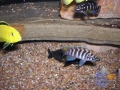 african-cichlid7