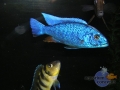 african-cichlid8