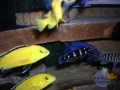 african-cichlids1