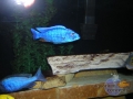 african-cichlids2