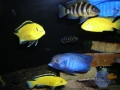 african-cichlids6