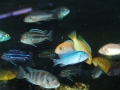 assorted-cichlids