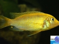 cichlid1