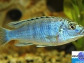 cichlid10