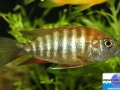 cichlid11