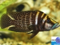 cichlid12