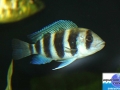 cichlid13