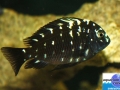 cichlid14