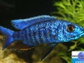 cichlid15