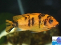 cichlid16