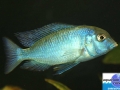 cichlid2