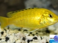 cichlid20