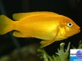 cichlid21