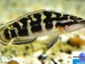 cichlid22