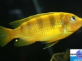 cichlid23