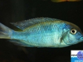 cichlid2b