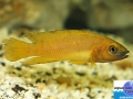 cichlid3