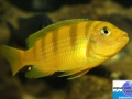 cichlid5