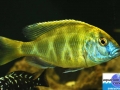 cichlid6