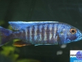 cichlid7