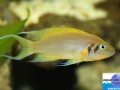 cichlid8