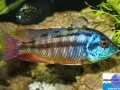 cichlid9