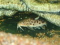 synodontis multipunctatus