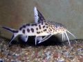 synodontis-multipunctatus