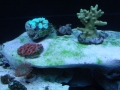 coral-frag-tank