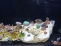 coral-frags-1