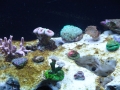 coral-frags-2