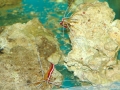 cleaner-shrimp