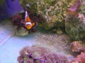 clown-fish