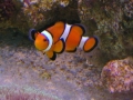 clown-fish2