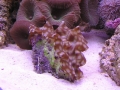 coral9-jpg