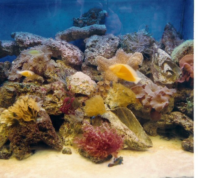 Coral Acropora Color Muda Peq - Mobydick aquarios - 2665