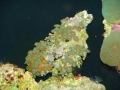 coral-polyps-2