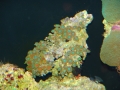 coral-polyps