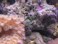 coral7-jpg