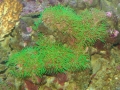 green-coral-polyps