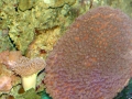 large-coral