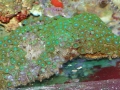 large-green-polyps