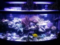 custom-aquarium