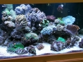 custom-reef-tank