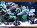 custom-reef-tank2