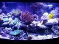 reef-tank